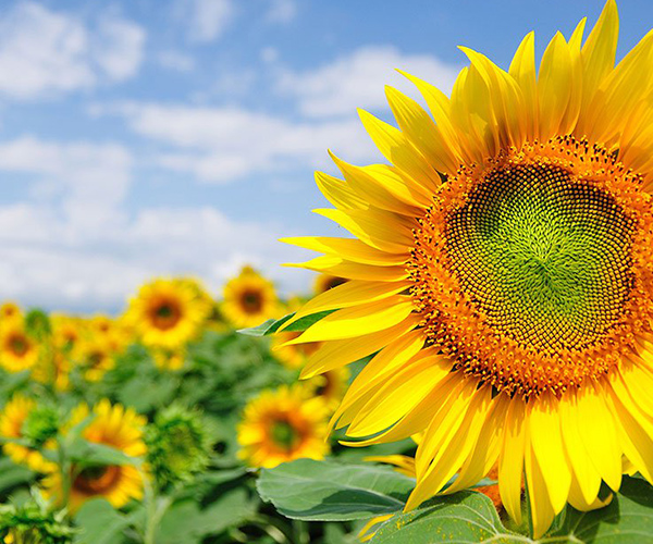 dronela ayçiçeği ilaçlaması