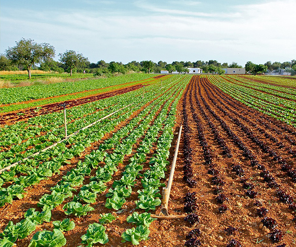 drone ile tarla ilaçlama
