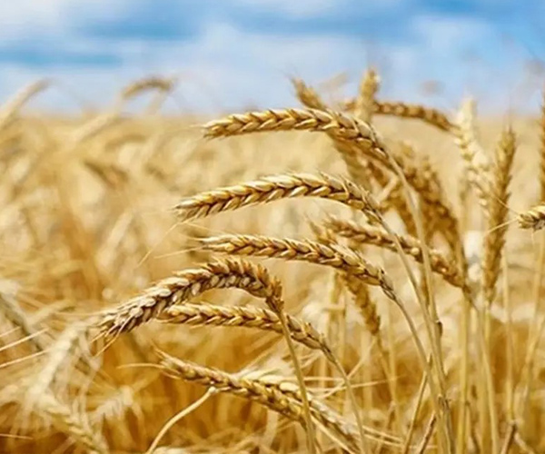 hububat ve tahıl ilaçlaması